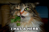 Cat with Herbs!