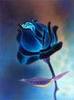 A Blue Rose