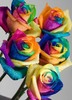 RAINBOW ROSES