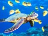 Save the Green Sea Turtle trip
