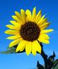 a sunflower (u're my sunshine)