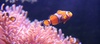 &quot;Nemo&quot; The Cute Fish
