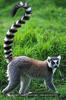Ring-Tailed Lemur :)