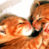 Cat kiss 3