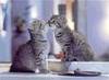 Cat Kiss 2
