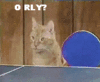 Ping Pong Cats