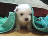 Cute puppies towel