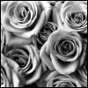 Black and White Roses