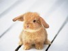 Can't-look-away Cute Bunny