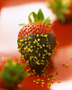 strawberry coated with chocolate