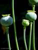 opium pods