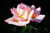 a beautiful Tea Rose