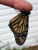 Monarch Butterfly