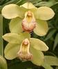 Beautiful Cymbidium Orchids