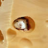 Mouse in cheese
