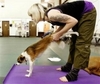 Pet Yoga Class