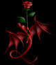 dragon rose 
