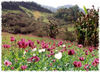 a walk through the Opium field..