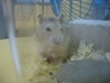 Cute Hamster