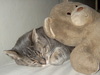Teddy Pillow