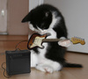 KittyRock