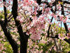 A Sakura Trip in Japan