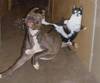 Kung fu Kitty!!!
