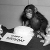 a birthday monkey