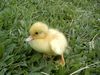 duck friend
