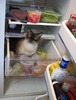 I can't find the tuna!