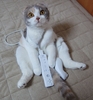 Wii Addicted Cat