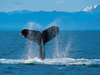 Whale Watching Tour