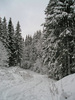 Walk in snowy forest
