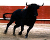 Spanish bull