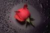 *A Rose*