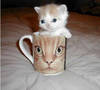 Kitten coffee mug