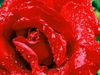 Red Red Rose