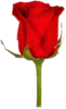 A single red rose