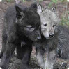 two wolf pups