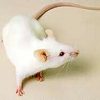 a white feeder mouse