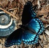 a black &amp; blue butterfly
