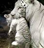 a white tiger with cub