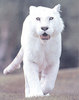 a pure white tiger