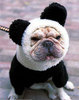 Doggie panda