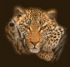 A Beautiful Exotic Leopard Stare