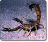 Death salker scorpion