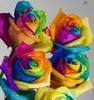 Rainbow rose's