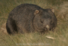 a Wombat