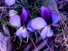 Rare Violet Flowers for you Love