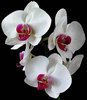 summer time orchids